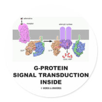 G-Protein Signal Transduction Inside Sticker