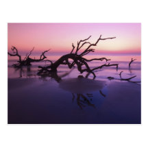 GA Jekyll Island, Tree graveyard on  beach at Post Card