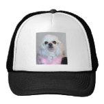 Gabby white poodle fancy dressed in Pink Trucker Hats