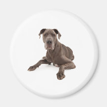 Gabe the Great Dane Magnets