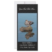 Gadwall Drake Customized Rack Card