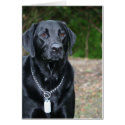 Gage - Black Labrador card