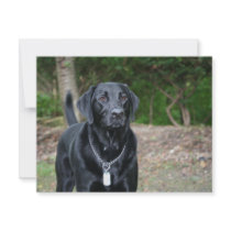 Gage - Black Labrador invitations by FrankzPawPrintz Gage - Black Labrador invitations