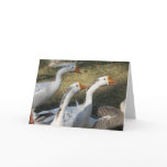 Gaggle of Geese Greeting Card