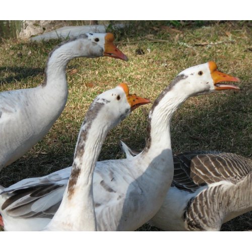 Gaggle of Geese mousepad