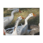 Gaggle of Geese Post Cards