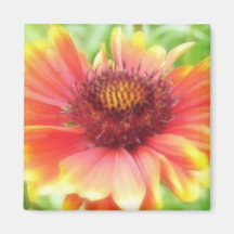 Gaillardia Bloom Up Close Magnet