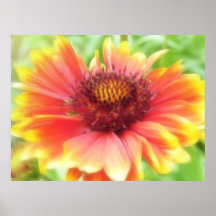 Gaillardia Bloom Up Close Posters