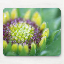 Gaillardia Bud - macro of dew drops mousepads