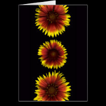 Gaillardia FanfareTrio cards