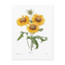Gaillardia Post Card