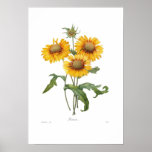 Gaillardia Print