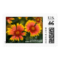 Gaillardia pulchella postage