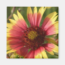 Gaillardia Square Magnet