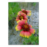 Gaillardia Wildflower (Blanket Flower) Tote Bag Greeting Cards
