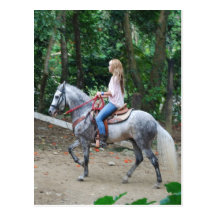 Gaited Paso Fino Postcard