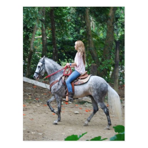 Gaited Paso Fino Postcard