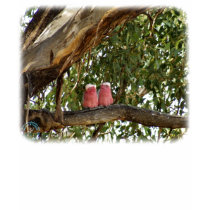 Galah 9R033D-14 t-shirts by TraffordPhotos Galah 9R033D-14 t-shirts