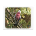 Galah 9Y201D-047 postcards