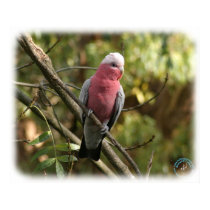 Galah 9Y201D-047 posters by TraffordPhotos Galah 9Y201D-047 posters