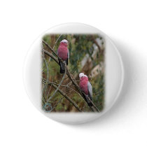 Galah 9Y209D-155 buttons by TraffordPhotos Galah 9Y209D-155 buttons