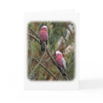 Galah 9Y209D-155 cards by TraffordPhotos Galah 9Y209D-155 cards