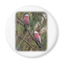 Galah 9Y209D-155 magnets by TraffordPhotos Galah 9Y209D-155 magnets