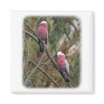 Galah 9Y209D-155 magnets by TraffordPhotos Galah 9Y209D-155 magnets