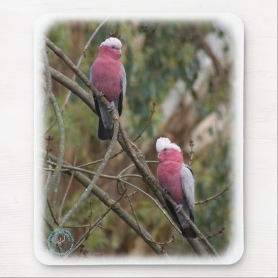 Galah 9Y209D-155 Mouse Pads by TraffordPhotos