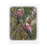 Galah 9Y209D-155 Post Cards