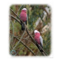 Galah 9Y209D-155 posters by TraffordPhotos Galah 9Y209D-155 posters
