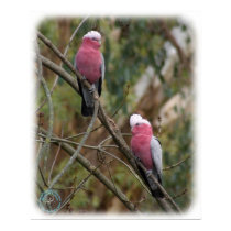 Galah 9Y209D-155 posters by TraffordPhotos Galah 9Y209D-155 posters