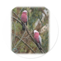 Galah 9Y209D-155 stickers by TraffordPhotos Galah 9Y209D-155 stickers