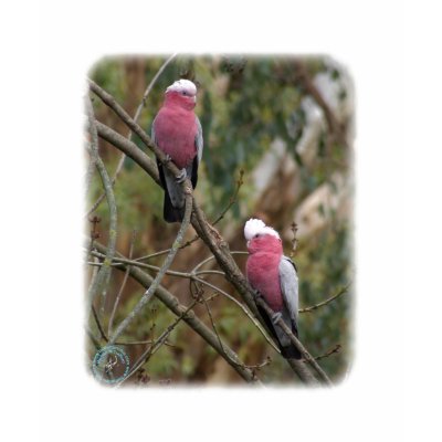 Galah 9Y209D-155 T-shirt by TraffordPhotos