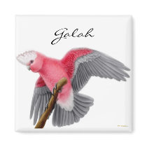 Galah Cockatoo Magnet by twopurringcats Galah Cockatoo Magnet