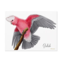 Galah Cockatoo Postcard by twopurringcats Galah Cockatoo Postcard