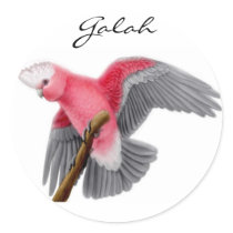 Galah Cockatoo Sticker by twopurringcats Galah Cockatoo Sticker