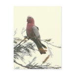 Galah Postcard
