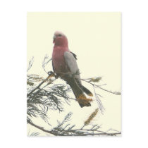 Galah postcards by brianlart Galah postcards