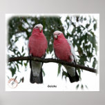 Galahs 9Y517D-003 Print