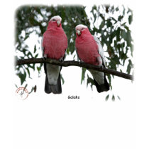 Galahs 9Y517D-003 t-shirts by TraffordPhotos Galahs 9Y517D-003 t-shirts