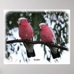 Galahs 9Y517D-018 Poster