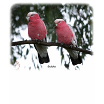 Galahs 9Y517D-018 t-shirts by TraffordPhotos Galahs 9Y517D-018 t-shirts