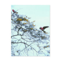 Galahs postcards by brianlart Galahs postcards