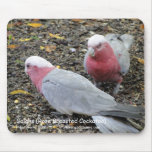 Galahs (Rose Breasted Cockatoo)