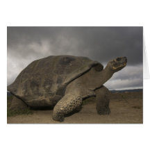 Galapagos Giant Tortoise Geochelone Greeting Card