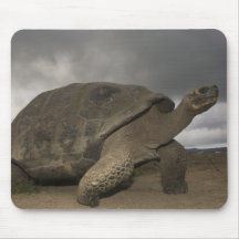 Galapagos Giant Tortoise Geochelone Mouse Pad