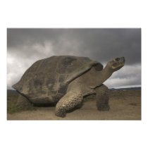Galapagos Giant Tortoise Geochelone