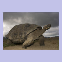 Galapagos Giant Tortoise Geochelone posters