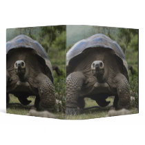 Galapagos Giant Tortoises Geochelone Binder
